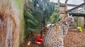 An animal at Wildlife In Need.