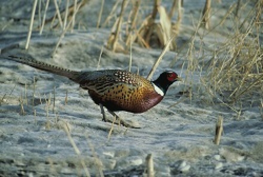 Male ring necked pheasant standing in profile in sandy terrain