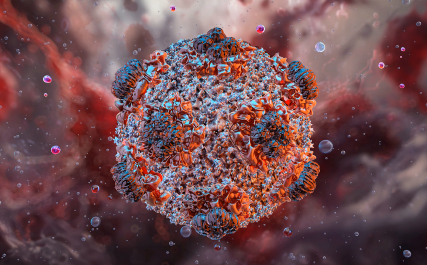 Hantavirus illustration provided by the College of American Pathologists