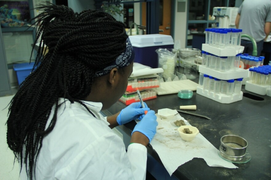 Isheka Orr analyzes dust in the lab. Orr, from Claflin University, is participating in IUPUI's Diversity Summer Undergraduate Research Opportunity Program.