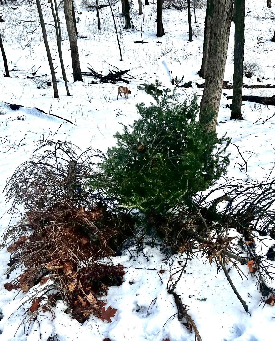 Christmas tree graveyard 