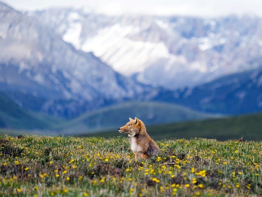 From “Wild Asia:  Life at Extremes 3D”