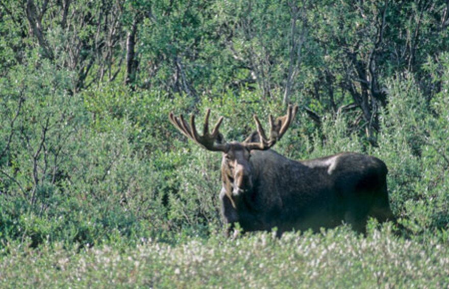 A bull moose.