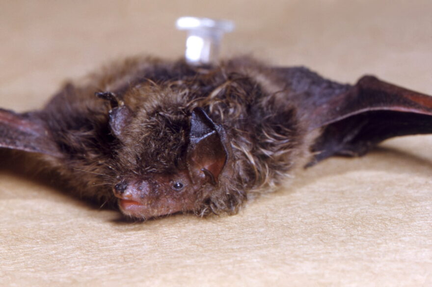 Health authorities are warning Kansans to be aware of an increase in the number of bats carrying rabies.