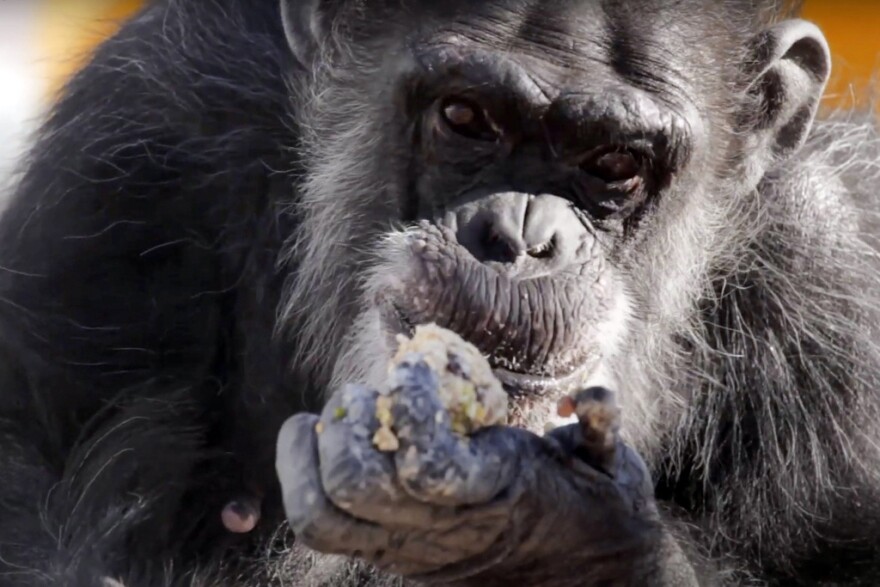 In this image taken from a video provided by the National Institutes of Health, a retired research chimpanzee eats, Oct. 2019, at the Alamogordo Primate Facility in southern N.M. (National Institutes of Health via AP)