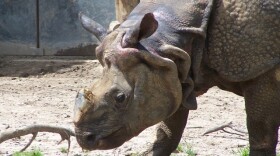 19-year-old male Indian rhinoceros Henry