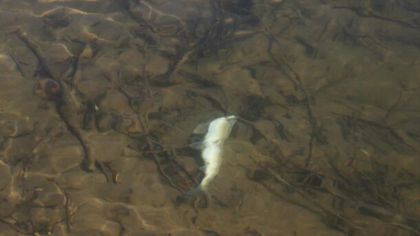 A white fish floats belly up in clear shallow water.