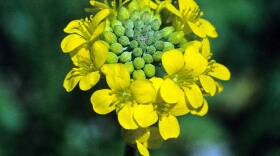 Short's bladderpod known to grow in Indiana only along a Posey County roadside is now protected under the Endangered Species Act.