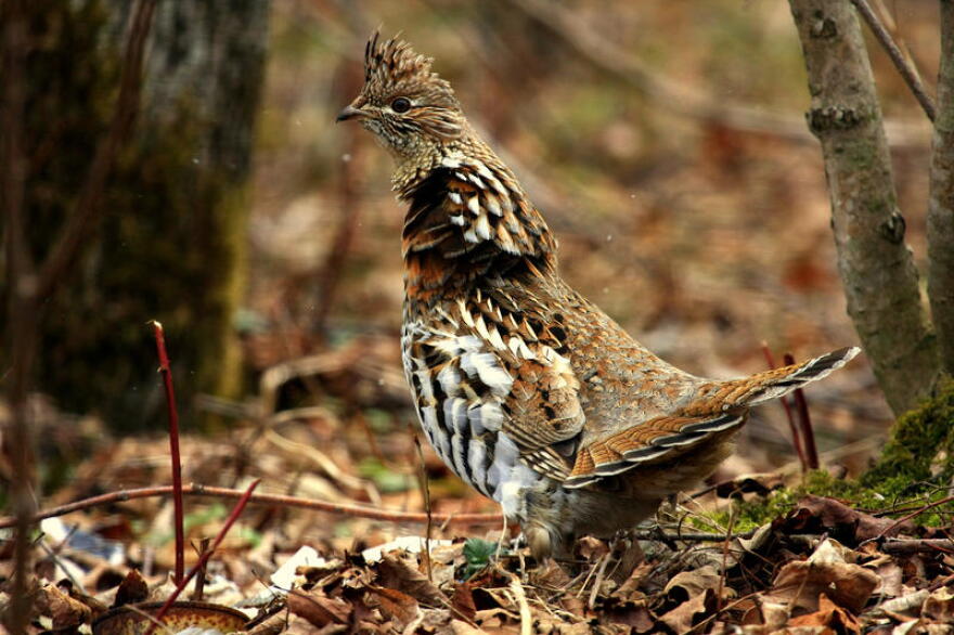 The state is considering adding the ruffed grouse, seen here, to the endangered species list.