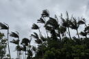 Trees blow in the wind in Honolulu on Friday, Sept. 25, 2026.