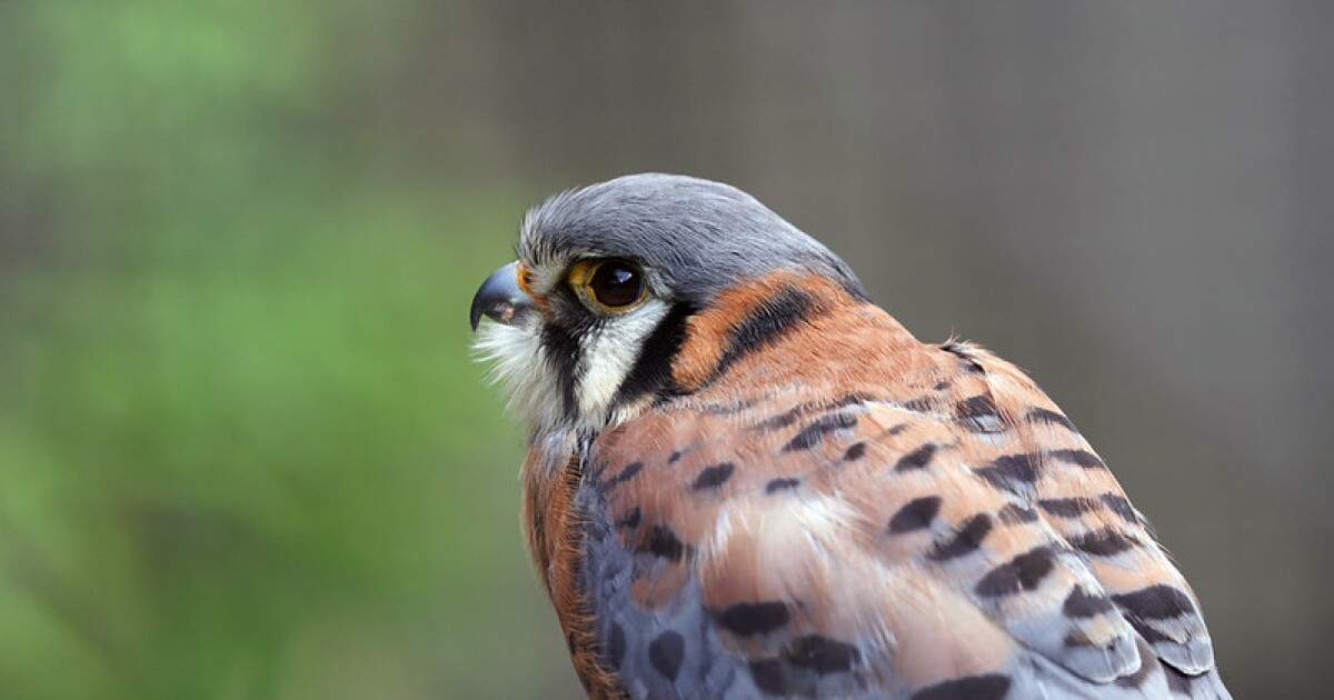 A hungry kestrel family strikes fear into the hearts of grasshoppers