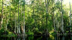 Should tourism tax dollars be used to pay for environmental restoration- like cleaning up Florida's waterways? Photo: Silver River State Park. Matthew Peddie / WMFE