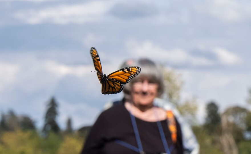 A butterfly affixed with an e-tag takes flight in Portland, Ore., on Sept. 5, 2026.