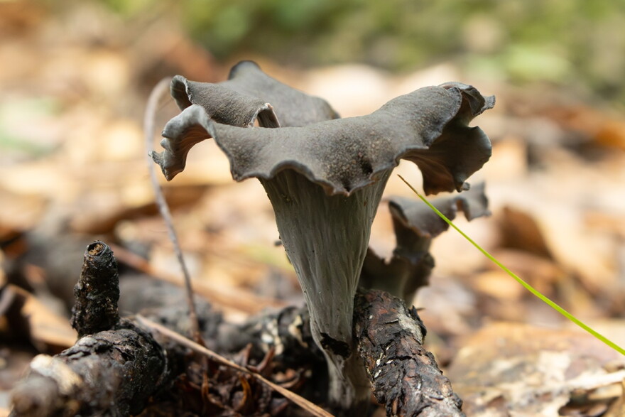 Black trumpet (Craterellus cornucopioides)