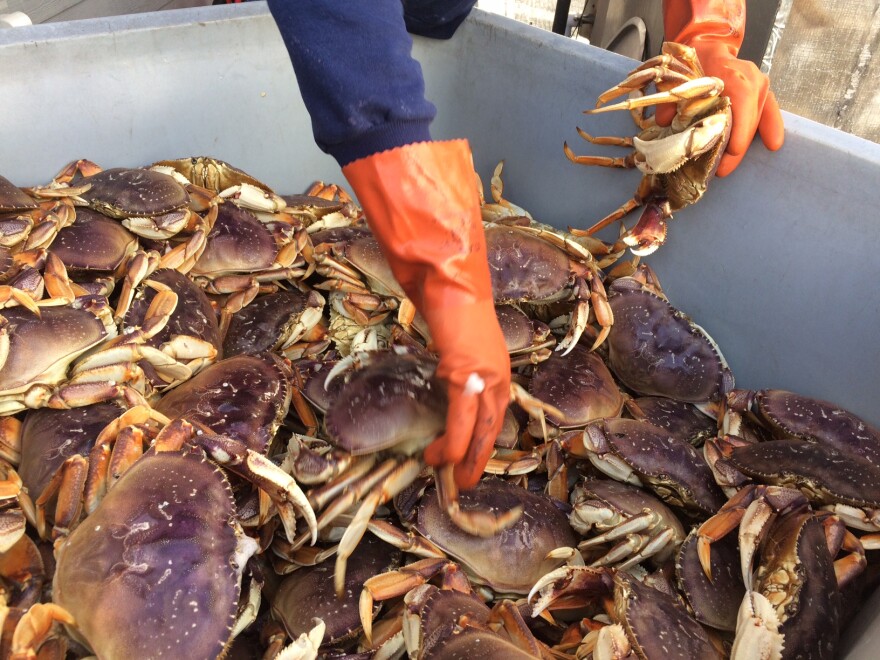Oregon Dungeness Crab Season Begins December 31st Jefferson Public Radio