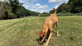 a brown Malinois mix dog sniffs grass in a field with blue sky