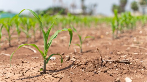 A dry agricultural field 
