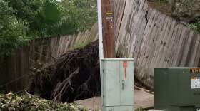 An uprooted tree damaged a fence in Winter Park. Photo: Heather Mellet / Twitter