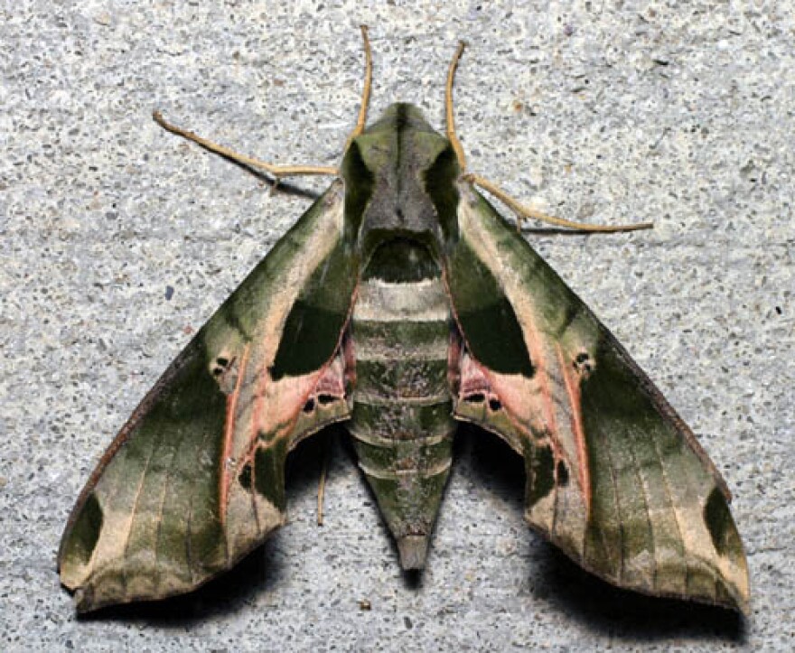 Pandorus Sphinx, Eumorpha pandorus, Durham, North Carolina, United States