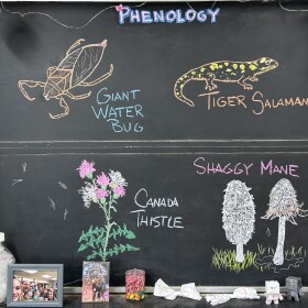 A classroom blackboard is covered in illustrations showing shaggy mane mushrooms, a Canada thistle, a blue-spotted salamander, and a giant water bug.