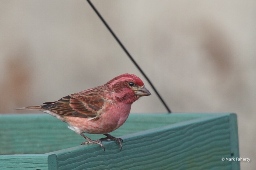 A small purple fintch sitting on a box.