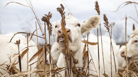 A white cow in the center of the frame reaches its head and neck up to the top of a milo stalk to bite the grain at the top of the plant. 