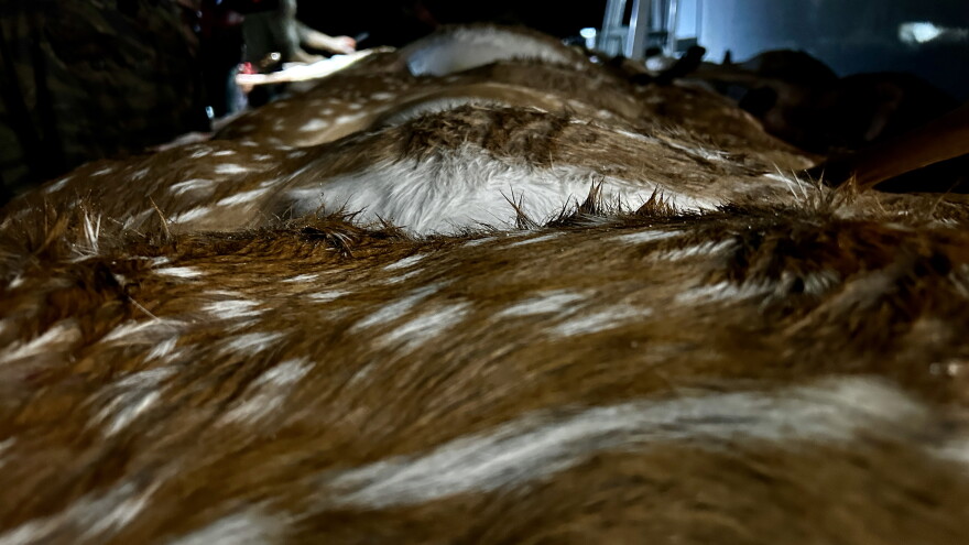 The crewmembers of Maui Nui venison unload the carcasses of axis deer so they can be processed into venison.