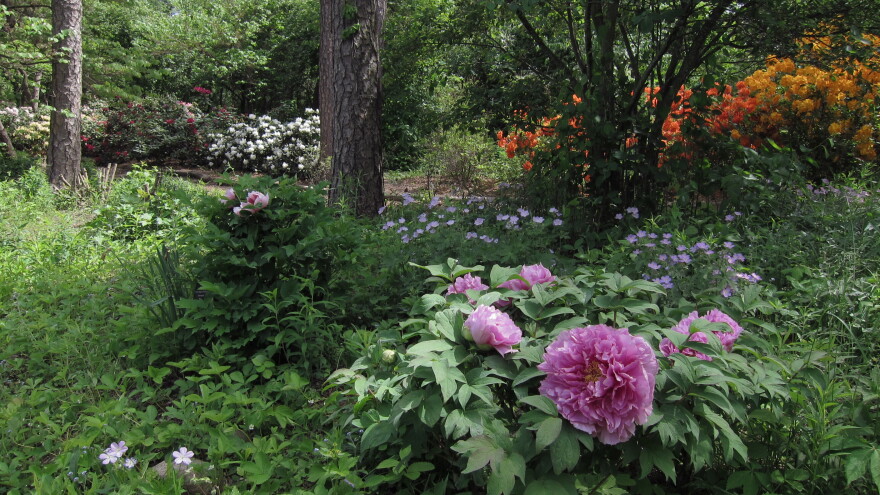 Photo “Tree peony-Michele Yanga”_ Tree peonies have woody stems and usually bloom two to three weeks before the herbaceous peonies. The flowers’ delicate, papery petals come in a range of colors such as yellow, pur.jpg