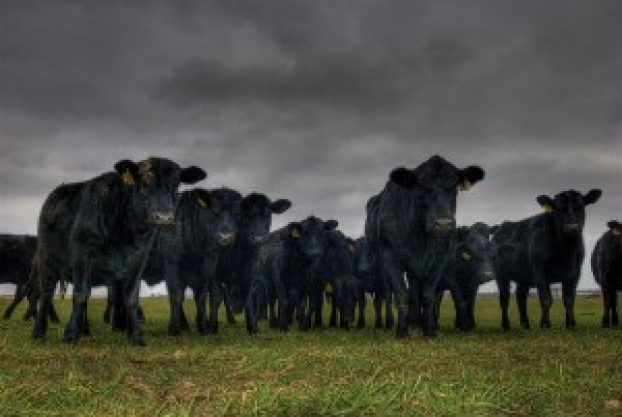 cows