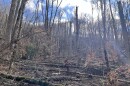 Forest scientists walk through a Helene blowdown in the Pisgah National Forest.