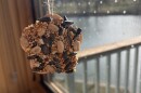 Growing Connections offers activities that cover all aspects of gardening, from planting to creating feeders to invite birds to their spaces.