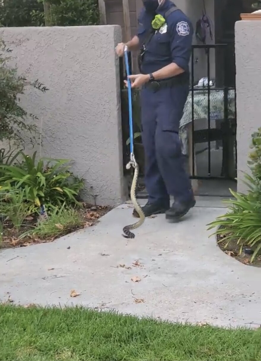 A rattlesnake is removed from a patio in Ventura County