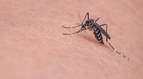 Among other health issues, Hoosier Health in a Changing Climate predicts an increase in mosquito-borne diseases.