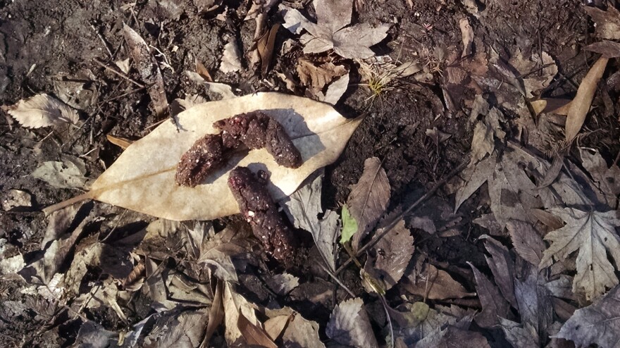Edible raccoon scat made with brownie, chopped oatmeal, and chopped cranberries. Snickers or Baby Ruth can also work in lieu of a brownie.