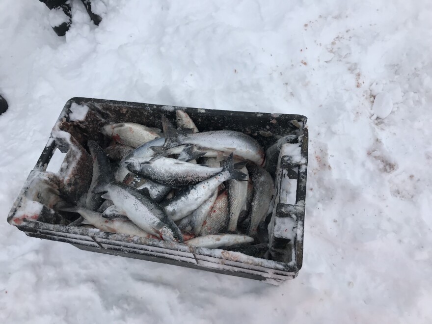 A bin of fish.