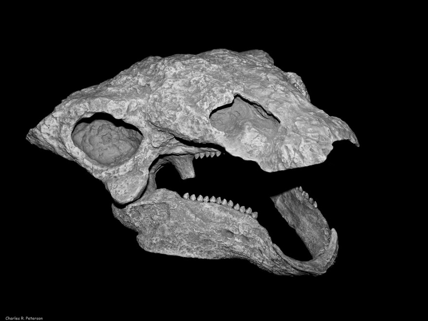 Long and convoluted nasal passages were key to helping the dinosaurs survive the warm temperatures of the Mesozoic