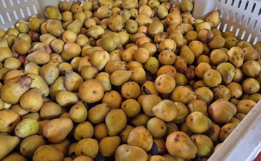 The Warren Pear is the champion at See Canyon Fruit Ranch! This is the last bin of the season.