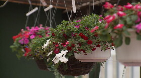 Hanging flower baskets at Mays Greenhouse in Bloomington.