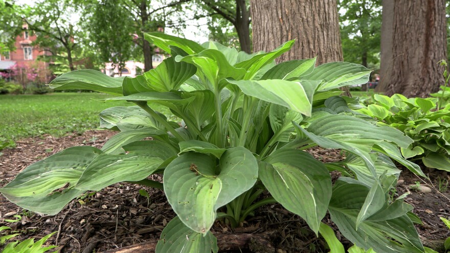 Hostas are seen next to trees and along the fence at Way's Garden. Bower says planting these helps to suppress weeds.