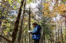 Amey Bailey records the status of sugar maples, American beech and yellow birch trees at sites throughout the Hubbard Brook Experimental Forest.