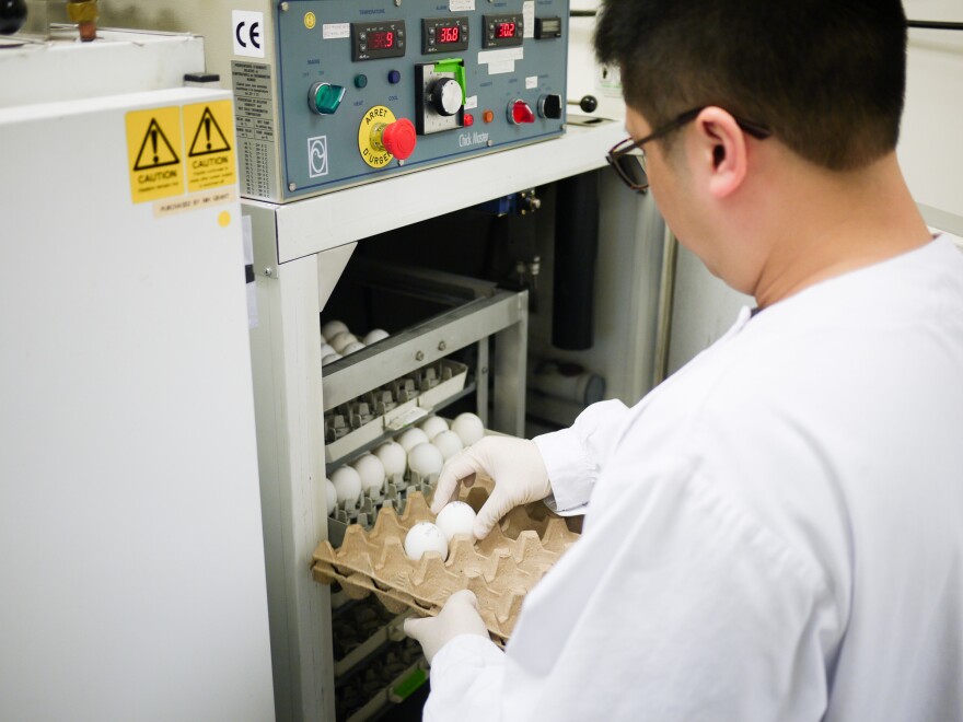 A lab assistant at the University of Hong Kong Center of Influenza Research will inoculate eggs with bird flu to track how the virus behaves.