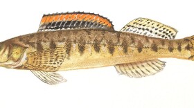 When the Roanoke logperch was listed as endangered in 1989, it was found in only 14 streams. In the years since, surveys and habitat restoration have more than doubled the species range, with 31 occupied streams as of 2019.