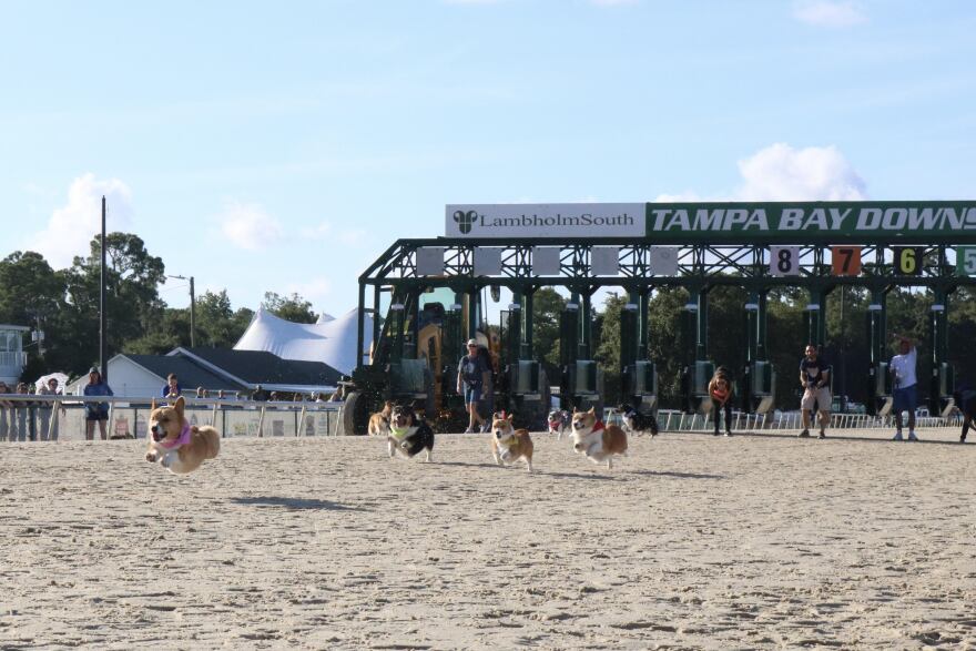 Corgis running at the Tampa Bay Downs. 