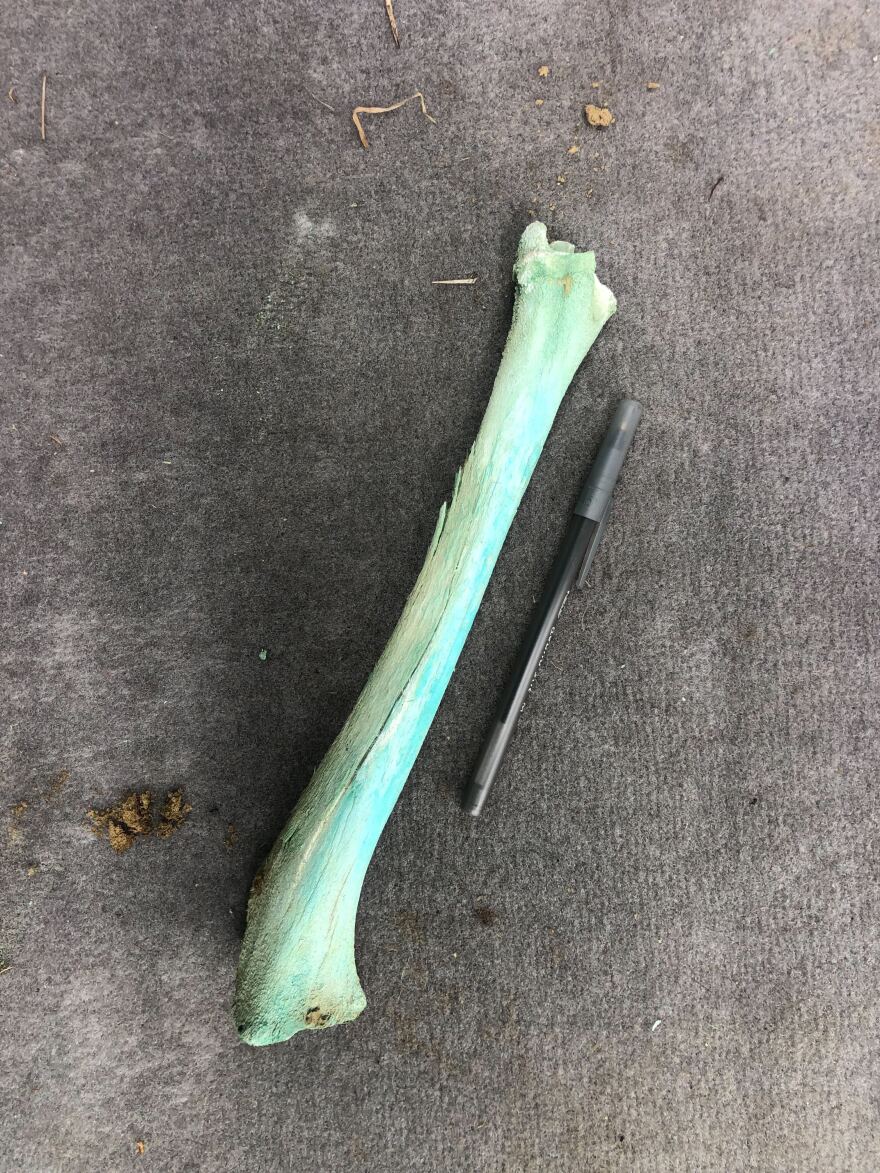 An animal bone, found along the Clark Fork near Galen, that has been dyed turquoise from exposure to contamination.