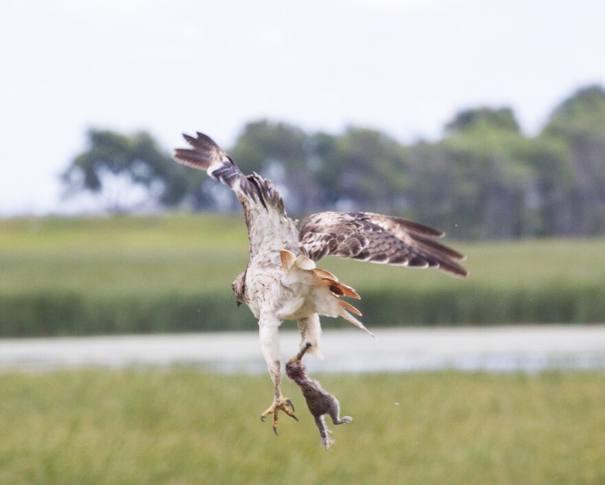 Image - hawkwithprey.jpg