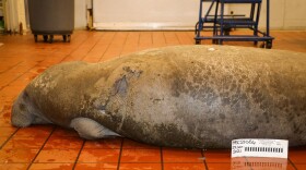 A dead manatee laying on a brown tile floor
