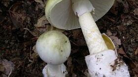 Amanita phalloides, commonly known as death caps, account for the majority of fatal mushroom poisonings worldwide.