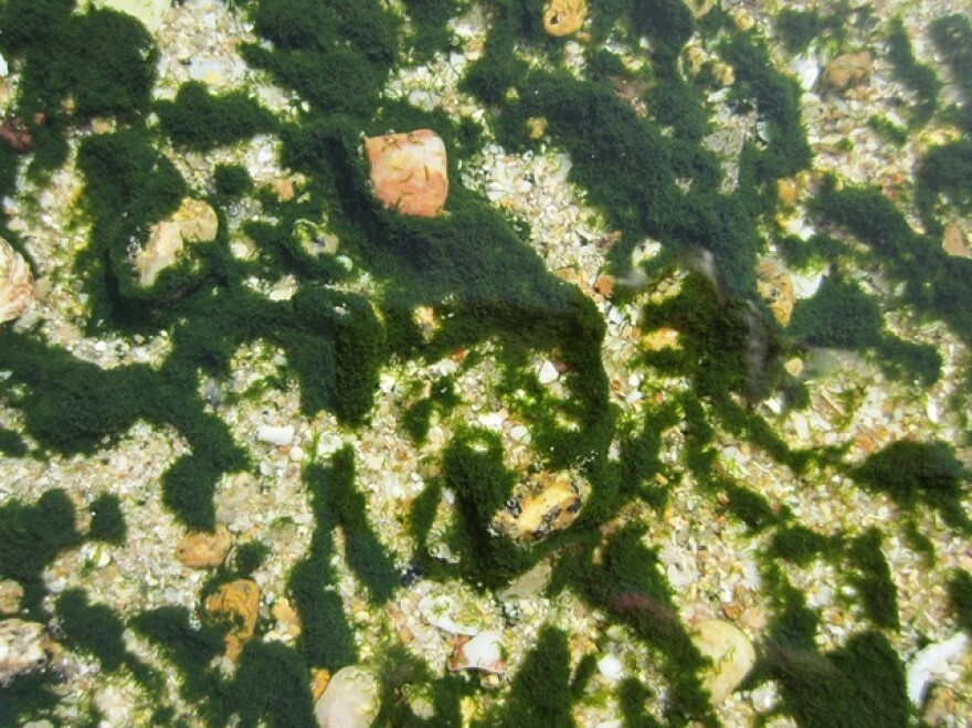 Convoluta detail