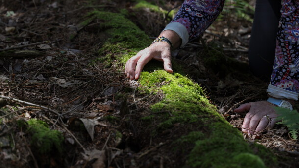 Judy Dobles touches moss growing on a log from an old log structure near a trail at Cummings Nature Center in Naples, N.Y., near where she collected the moss that led to the discovery of a new species of tardigrade. Dobles, a citizen scientist and longtime volunteer at the nature center, discovered the microscopic animal, later named Misocrista ojagwaji, while examining the moss under a microscope. Tardigrades, also known as water bears or moss piglets, are microscopic, eight-legged animals known for their ability to survive extreme environmental conditions.