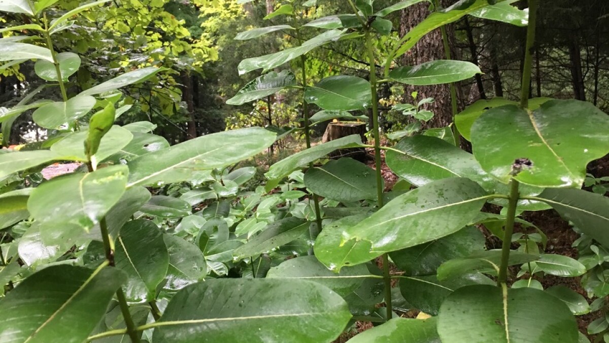 Milkweed Is More Than Just a Common Weed | WXPR
